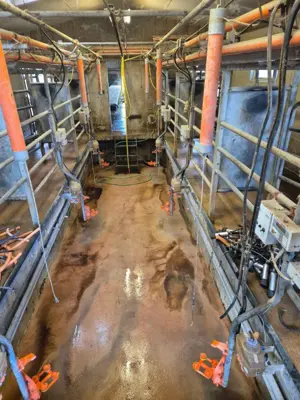 Salle de traite tandem