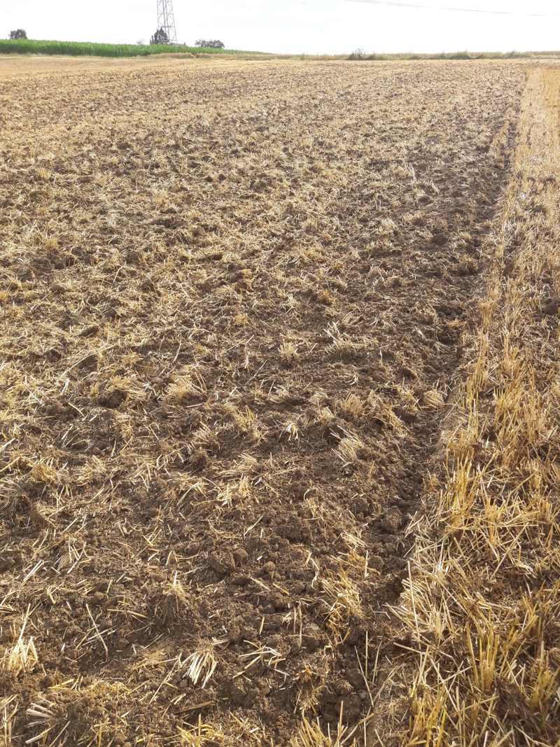 cbc2790b-e035-4a6f-8446-d5f107d845ca-Scheibenegge bearbeitete Stoppeln.jpg