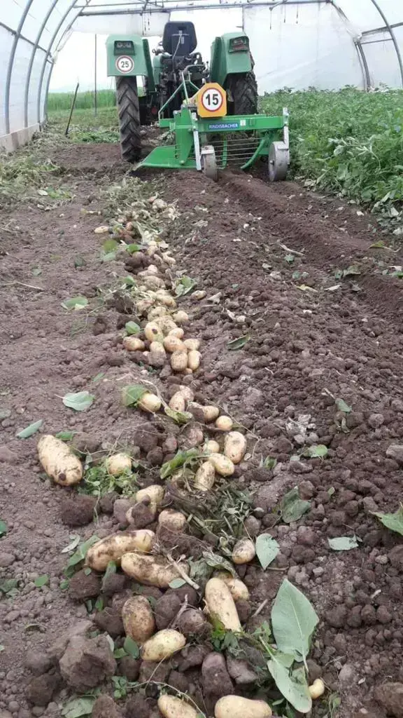 Kartoffelgraber/Schüttelgraber/Aligneuse