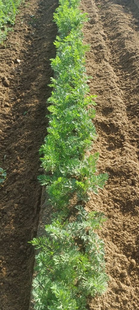 94f121d5-bd43-4d3c-a6c9-9c4aa687dc37-Karotten gefräst.jpg