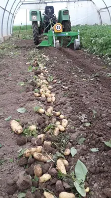 Kartoffelgraber/Schüttelgraber/Aligneuse