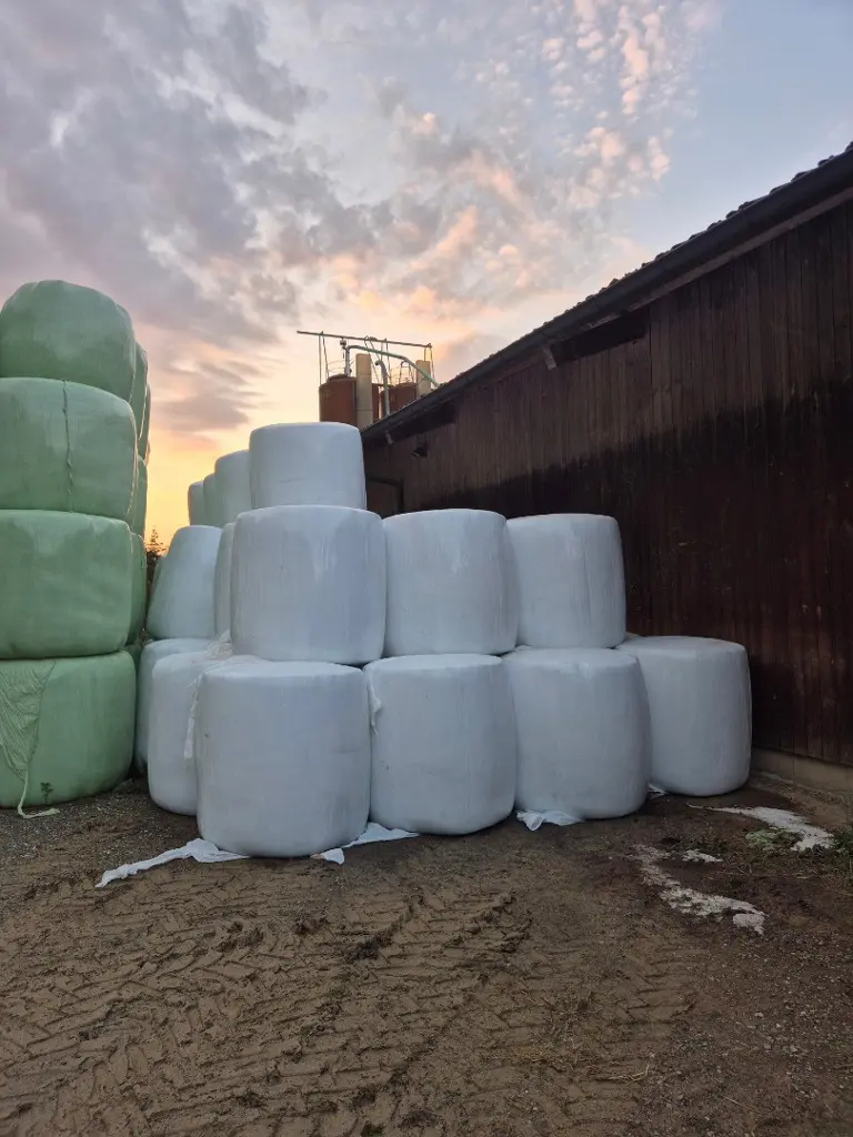 Maissilage Ballen gepresst am 14.08.2026