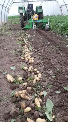 Kartoffelgraber/Schüttelgraber/Aligneuse