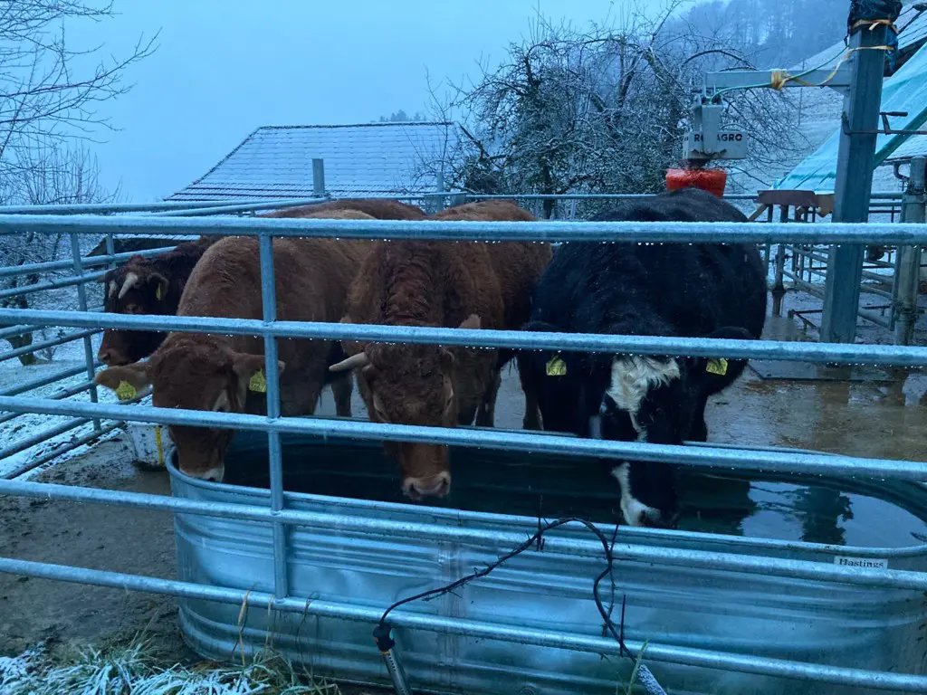 9405ad4a-bcd5-4397-8cdc-ec358b2ea8ad-dok kühe tränke.jpg