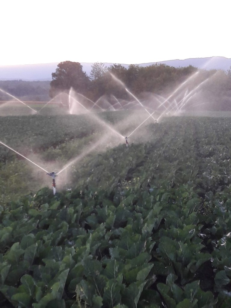 f9b191f5-8655-495c-81fe-ad56ca34e4f4-Beregnung 1.jpg