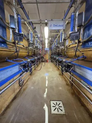 Melkstand Delaval 2x6 Fischgerät