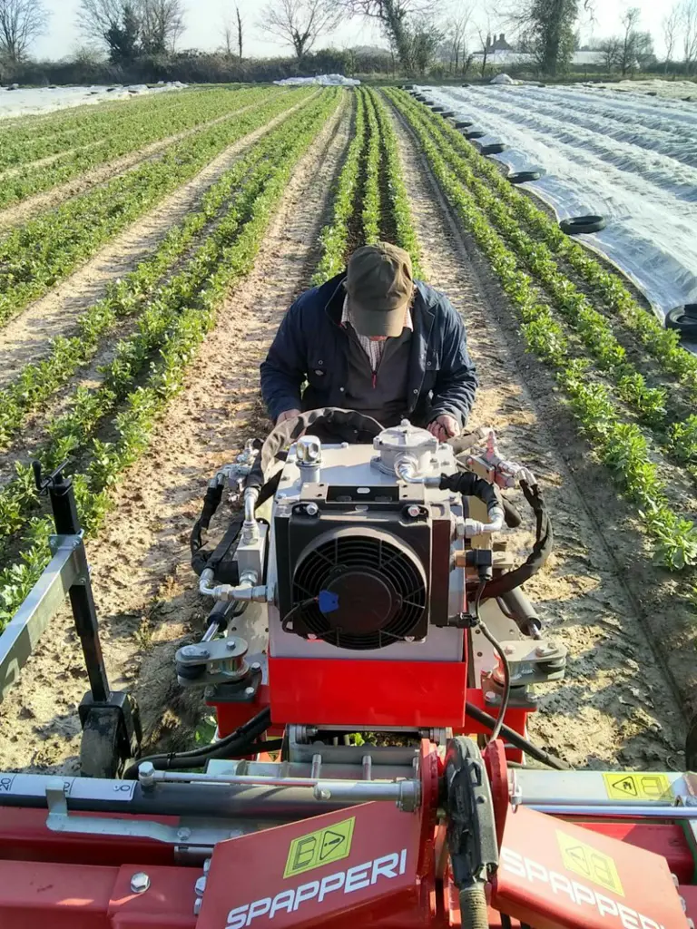 e07ce53f-d360-4268-a003-a48685bd2196-Sarah-Greens-Organics-Spapperi-inter-plant-weeder.jpg